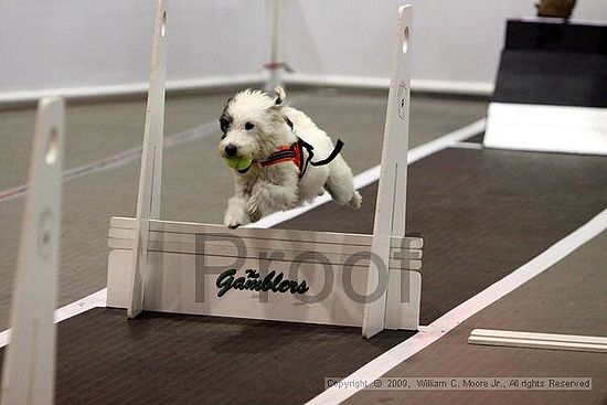 Dawg Derby Flyball Tournement<br />July 11, 2009<br />Classic Center<br />Athens, Ga