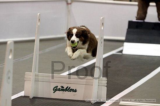 Dawg Derby Flyball Tournement<br />July 11, 2009<br />Classic Center<br />Athens, Ga