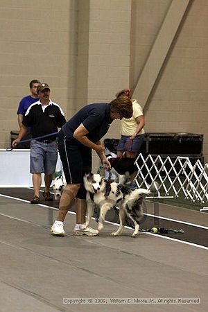 Dawg Derby Flyball Tournement<br />July 11, 2009<br />Classic Center<br />Athens, Ga