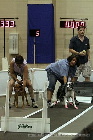 Dawg Derby Flyball Tournement<br />July 11, 2009<br />Classic Center<br />Athens, Ga