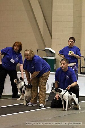 Dawg Derby Flyball Tournement<br />July 11, 2009<br />Classic Center<br />Athens, Ga