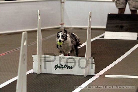 Dawg Derby Flyball Tournement<br />July 11, 2009<br />Classic Center<br />Athens, Ga