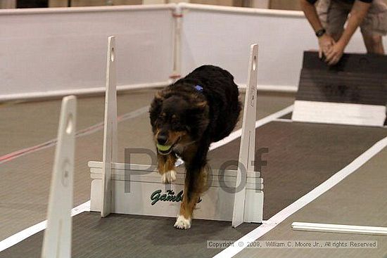 Dawg Derby Flyball Tournement<br />July 11, 2009<br />Classic Center<br />Athens, Ga