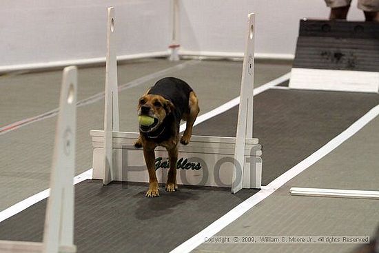 Dawg Derby Flyball Tournement<br />July 11, 2009<br />Classic Center<br />Athens, Ga