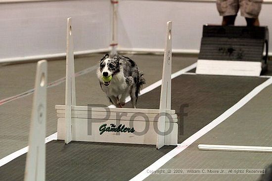 Dawg Derby Flyball Tournement<br />July 11, 2009<br />Classic Center<br />Athens, Ga