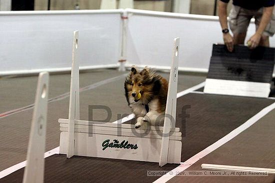 Dawg Derby Flyball Tournement<br />July 11, 2009<br />Classic Center<br />Athens, Ga