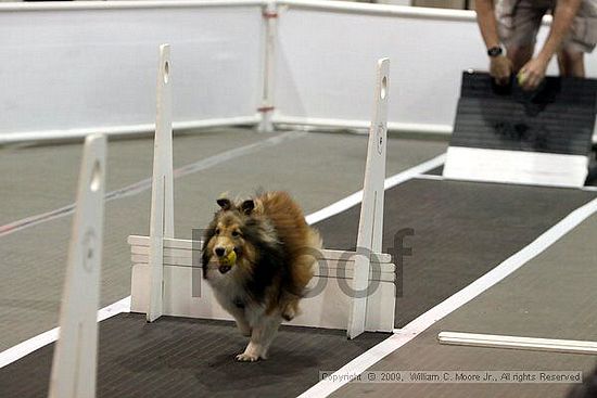 Dawg Derby Flyball Tournement<br />July 11, 2009<br />Classic Center<br />Athens, Ga