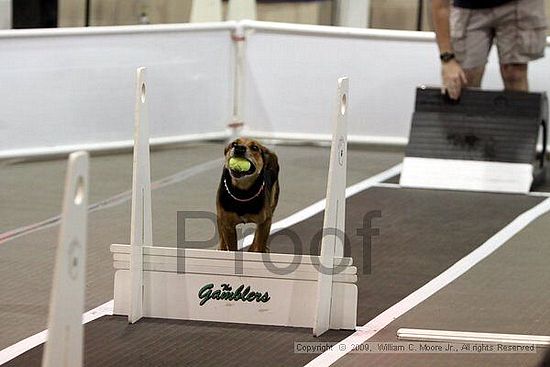 Dawg Derby Flyball Tournement<br />July 11, 2009<br />Classic Center<br />Athens, Ga