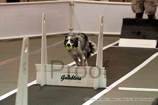 Dawg Derby Flyball Tournement<br />July 11, 2009<br />Classic Center<br />Athens, Ga