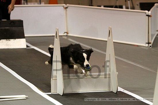 Dawg Derby Flyball Tournement<br />July 11, 2009<br />Classic Center<br />Athens, Ga