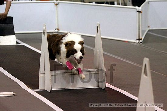 Dawg Derby Flyball Tournement<br />July 11, 2009<br />Classic Center<br />Athens, Ga