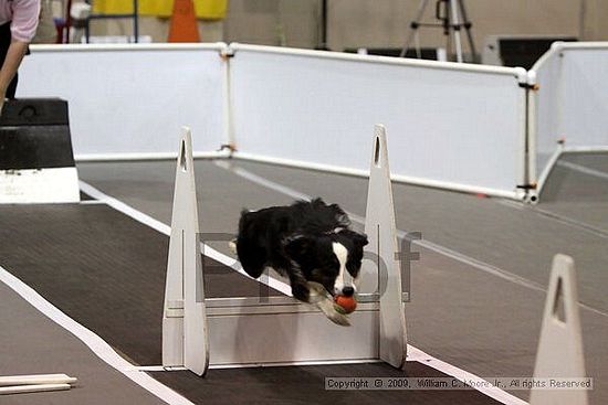 Dawg Derby Flyball Tournement<br />July 11, 2009<br />Classic Center<br />Athens, Ga