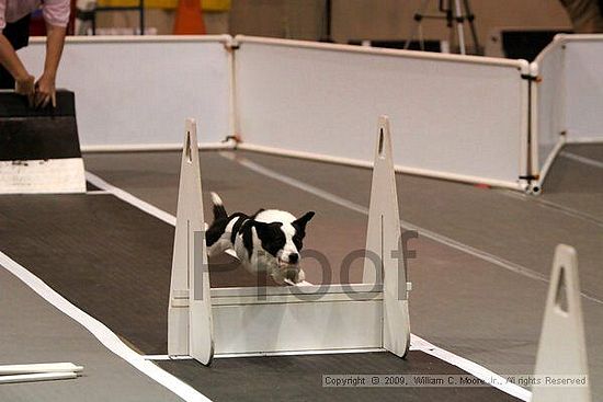 Dawg Derby Flyball Tournement<br />July 11, 2009<br />Classic Center<br />Athens, Ga