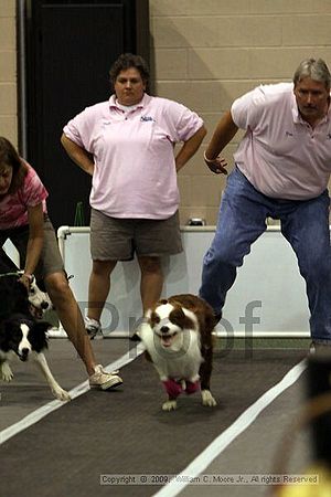 Dawg Derby Flyball Tournement<br />July 11, 2009<br />Classic Center<br />Athens, Ga