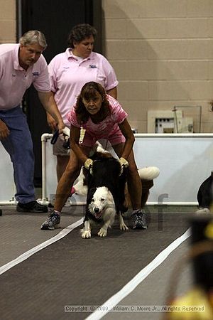 Dawg Derby Flyball Tournement<br />July 11, 2009<br />Classic Center<br />Athens, Ga