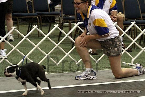 Dawg Derby Flyball Tournement<br />July 11, 2009<br />Classic Center<br />Athens, Ga