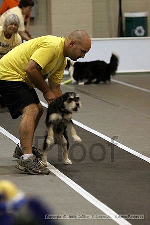 Dawg Derby Flyball Tournement<br />July 11, 2009<br />Classic Center<br />Athens, Ga