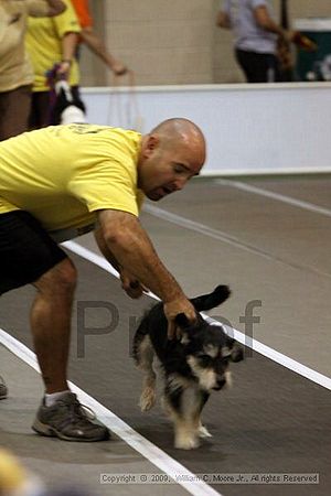 Dawg Derby Flyball Tournement<br />July 11, 2009<br />Classic Center<br />Athens, Ga