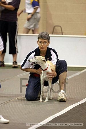 Dawg Derby Flyball Tournement<br />July 11, 2009<br />Classic Center<br />Athens, Ga