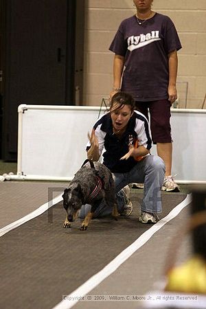 Dawg Derby Flyball Tournement<br />July 11, 2009<br />Classic Center<br />Athens, Ga