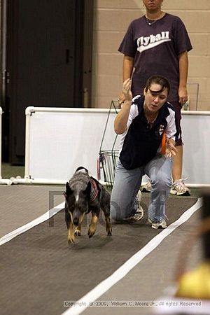 Dawg Derby Flyball Tournement<br />July 11, 2009<br />Classic Center<br />Athens, Ga