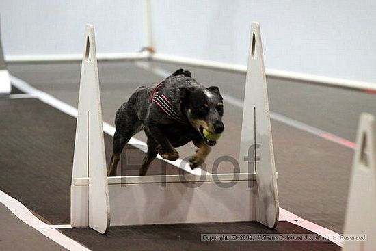 Dawg Derby Flyball Tournement<br />July 11, 2009<br />Classic Center<br />Athens, Ga