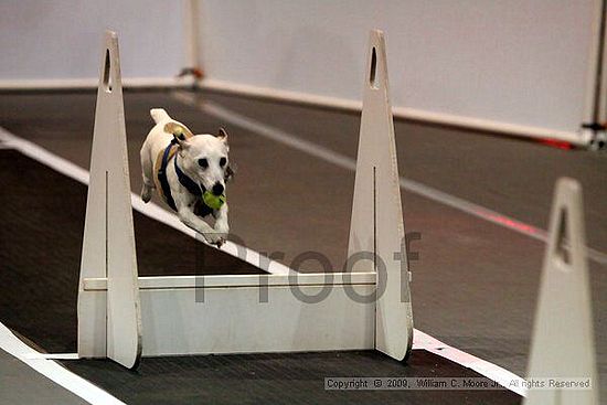 Dawg Derby Flyball Tournement<br />July 11, 2009<br />Classic Center<br />Athens, Ga