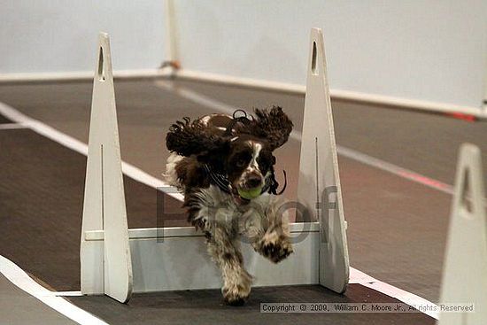 Dawg Derby Flyball Tournement<br />July 11, 2009<br />Classic Center<br />Athens, Ga