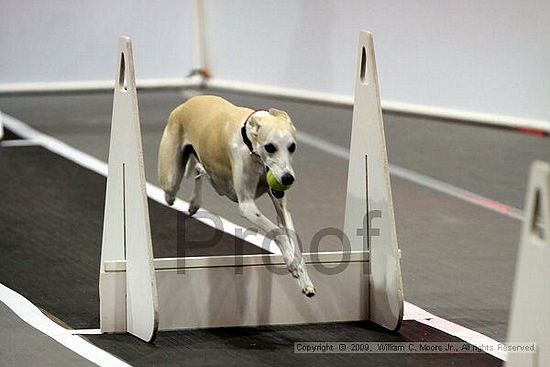 Dawg Derby Flyball Tournement<br />July 11, 2009<br />Classic Center<br />Athens, Ga