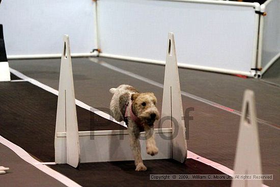 Dawg Derby Flyball Tournement<br />July 11, 2009<br />Classic Center<br />Athens, Ga