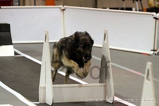 Dawg Derby Flyball Tournement<br />July 11, 2009<br />Classic Center<br />Athens, Ga