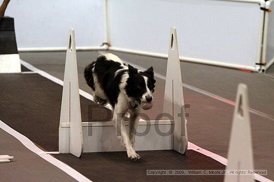 Dawg Derby Flyball Tournement<br />July 11, 2009<br />Classic Center<br />Athens, Ga