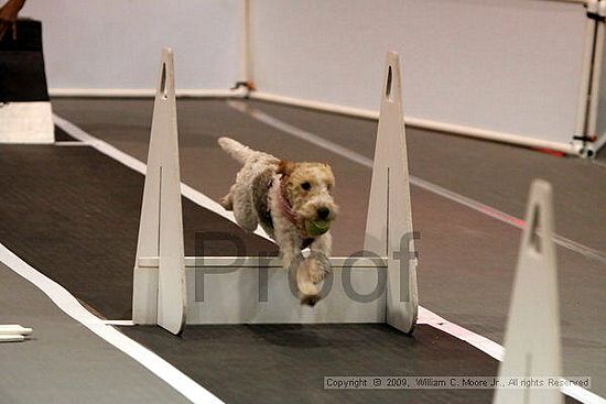 Dawg Derby Flyball Tournement<br />July 11, 2009<br />Classic Center<br />Athens, Ga