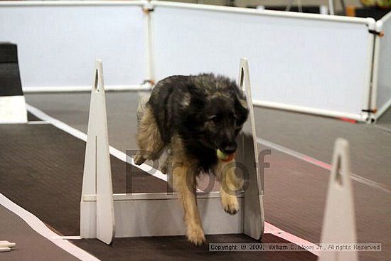 Dawg Derby Flyball Tournement<br />July 11, 2009<br />Classic Center<br />Athens, Ga