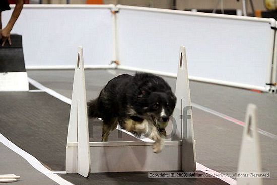 Dawg Derby Flyball Tournement<br />July 11, 2009<br />Classic Center<br />Athens, Ga