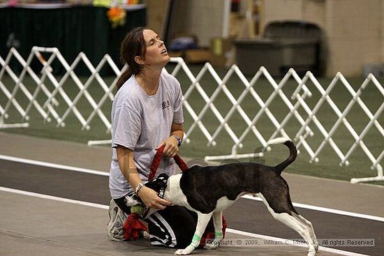 Dawg Derby Flyball Tournement<br />July 11, 2009<br />Classic Center<br />Athens, Ga