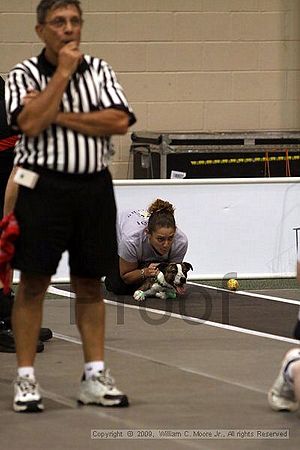 Dawg Derby Flyball Tournement<br />July 11, 2009<br />Classic Center<br />Athens, Ga