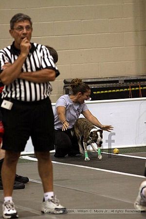 Dawg Derby Flyball Tournement<br />July 11, 2009<br />Classic Center<br />Athens, Ga