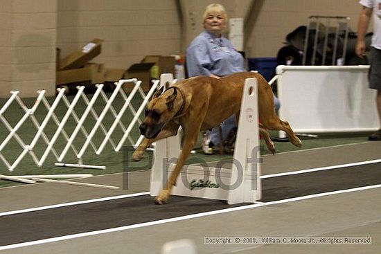 Dawg Derby Flyball Tournement<br />July 11, 2009<br />Classic Center<br />Athens, Ga