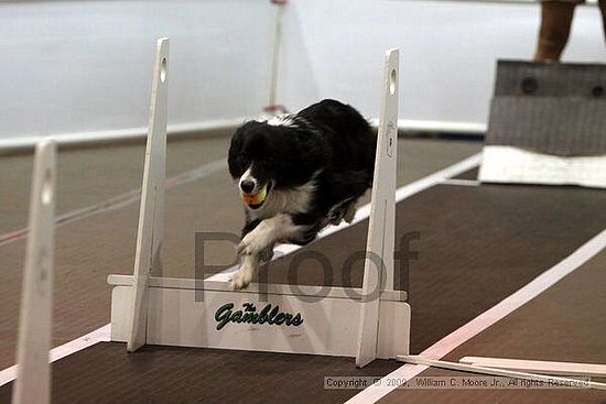 Dawg Derby Flyball Tournement<br />July 11, 2009<br />Classic Center<br />Athens, Ga