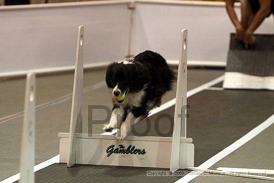 Dawg Derby Flyball Tournement<br />July 11, 2009<br />Classic Center<br />Athens, Ga