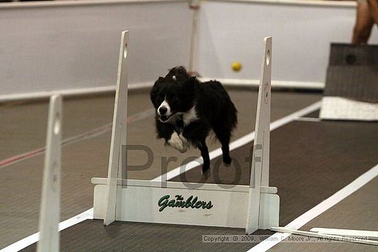 Dawg Derby Flyball Tournement<br />July 11, 2009<br />Classic Center<br />Athens, Ga