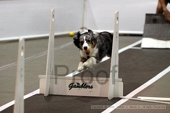 Dawg Derby Flyball Tournement<br />July 11, 2009<br />Classic Center<br />Athens, Ga