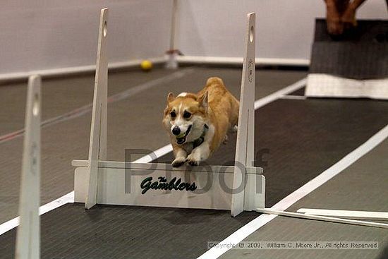 Dawg Derby Flyball Tournement<br />July 11, 2009<br />Classic Center<br />Athens, Ga