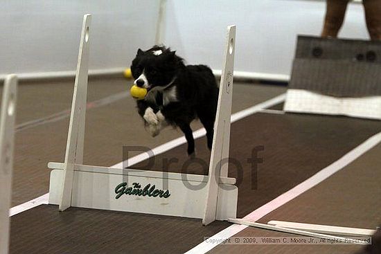 Dawg Derby Flyball Tournement<br />July 11, 2009<br />Classic Center<br />Athens, Ga