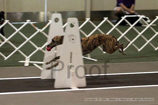 Dawg Derby Flyball Tournement<br />July 11, 2009<br />Classic Center<br />Athens, Ga