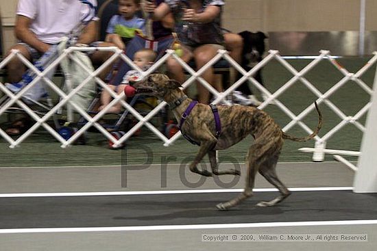 Dawg Derby Flyball Tournement<br />July 11, 2009<br />Classic Center<br />Athens, Ga