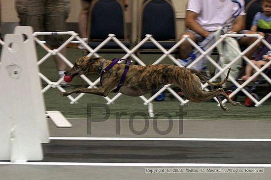 Dawg Derby Flyball Tournement<br />July 11, 2009<br />Classic Center<br />Athens, Ga