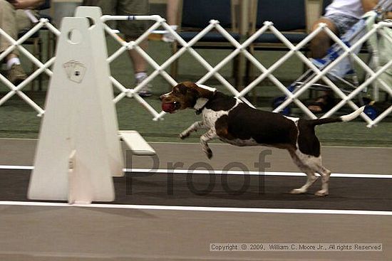 Dawg Derby Flyball Tournement<br />July 11, 2009<br />Classic Center<br />Athens, Ga