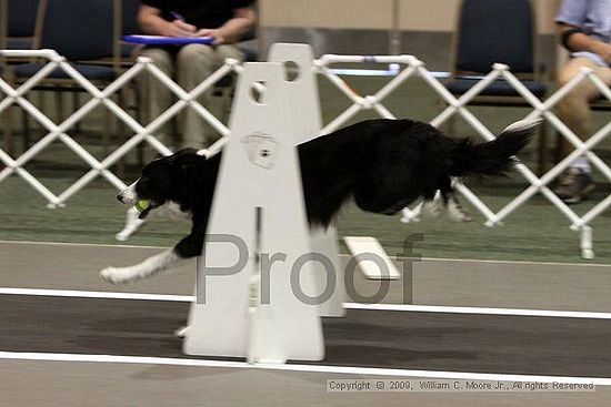 Dawg Derby Flyball Tournement<br />July 11, 2009<br />Classic Center<br />Athens, Ga